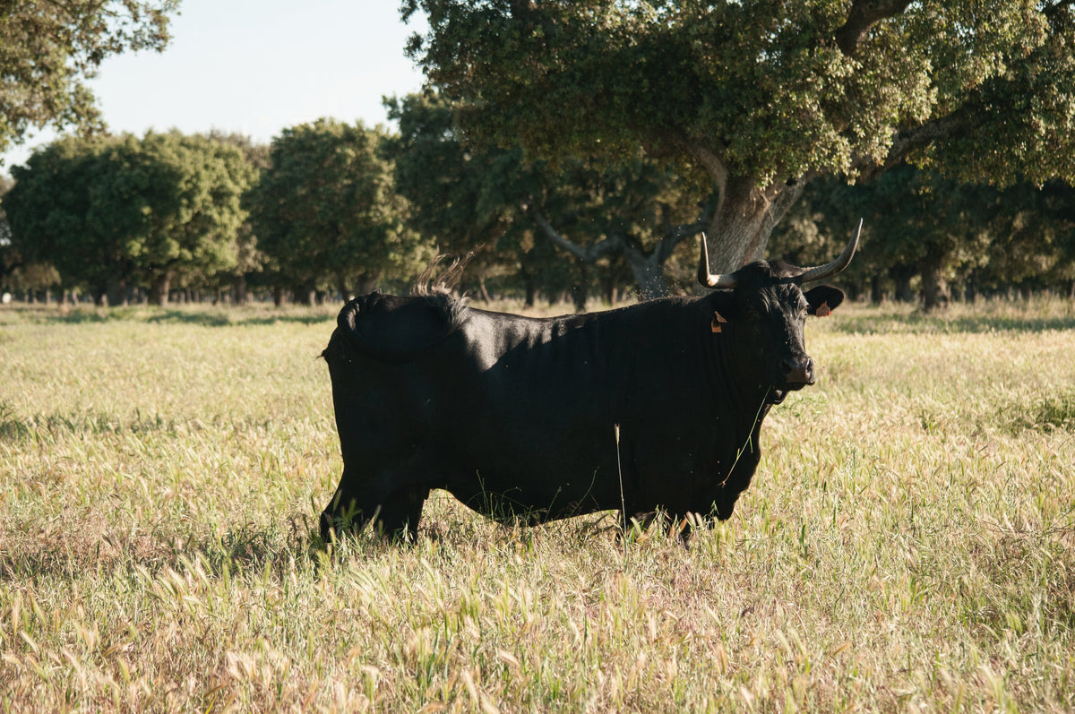 Ganado en Finca Valverde, Hermanos Martín